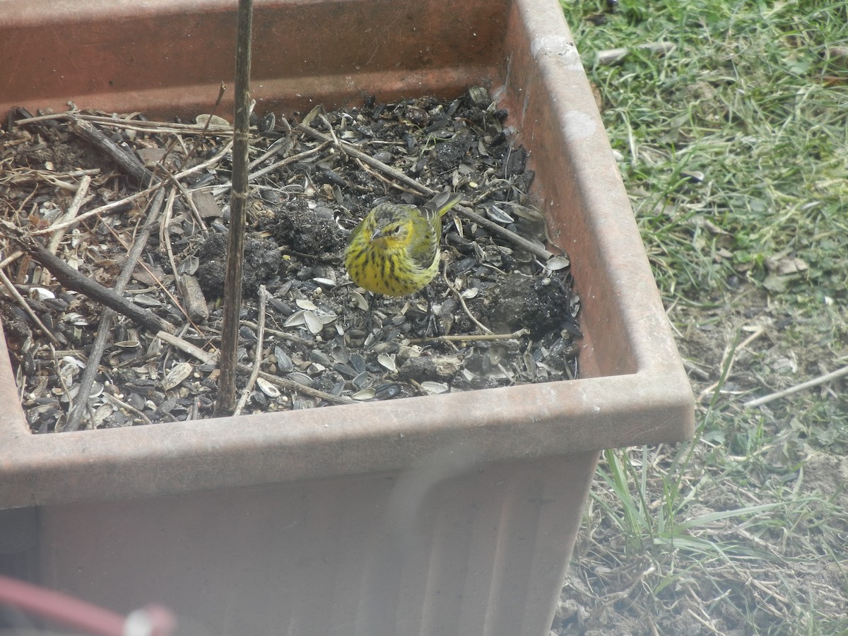 eBird Checklist 20 Jan 2016 Laurel Cove Drive, Virginia Beach, VA