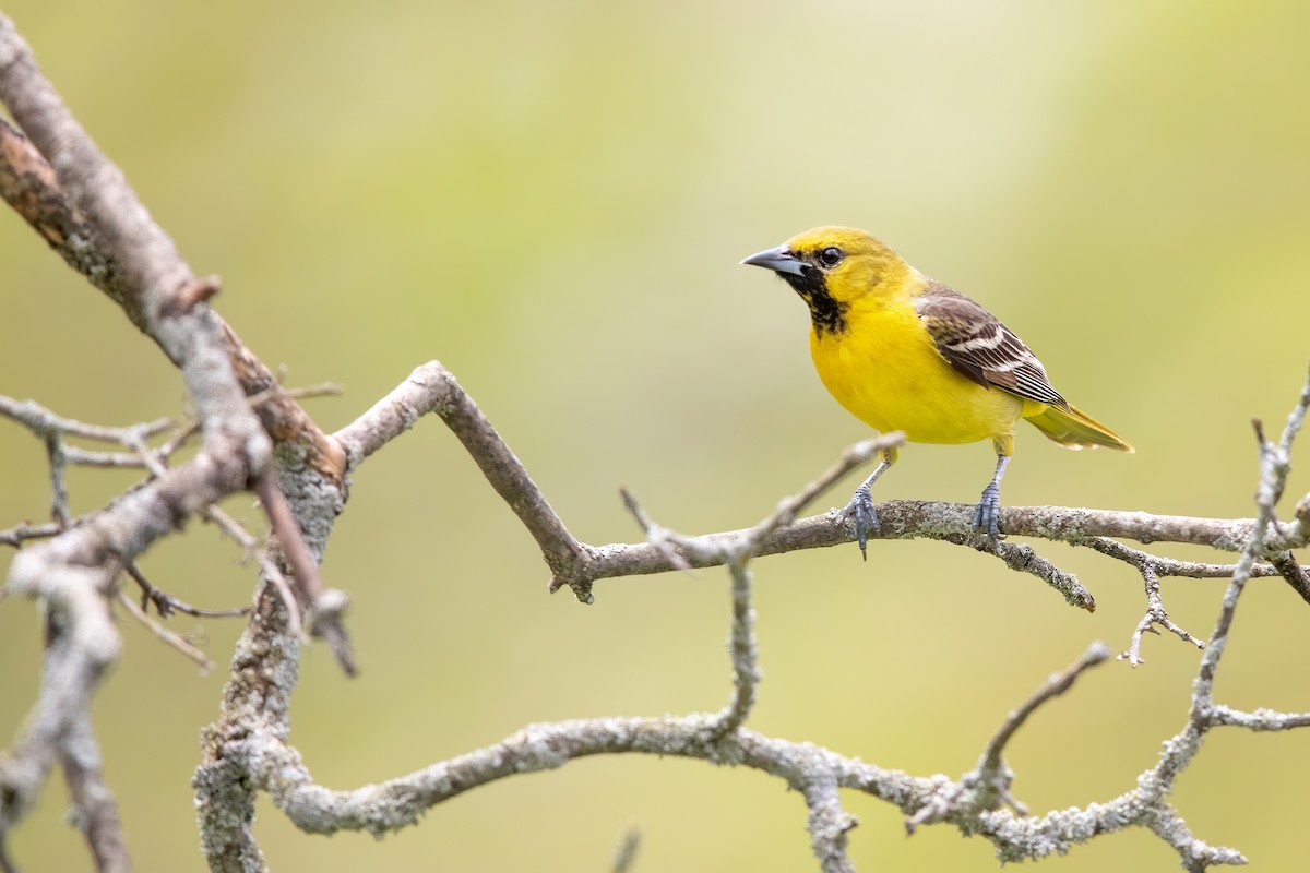 Orchard Oriole - ML236835971