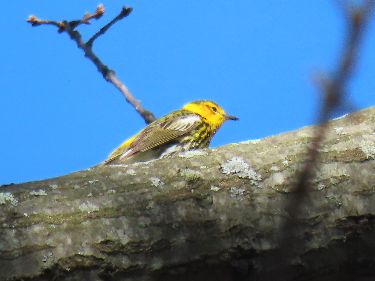Cape May Warbler - ML236838261