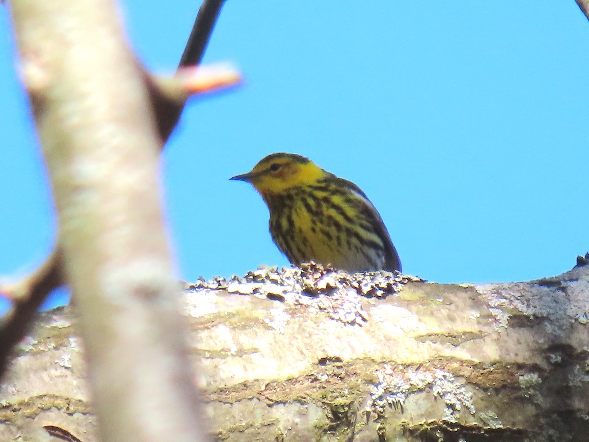 Cape May Warbler - ML236838271