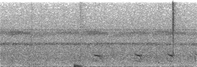 Natterer Gri Karıncaavcısı - ML236840181