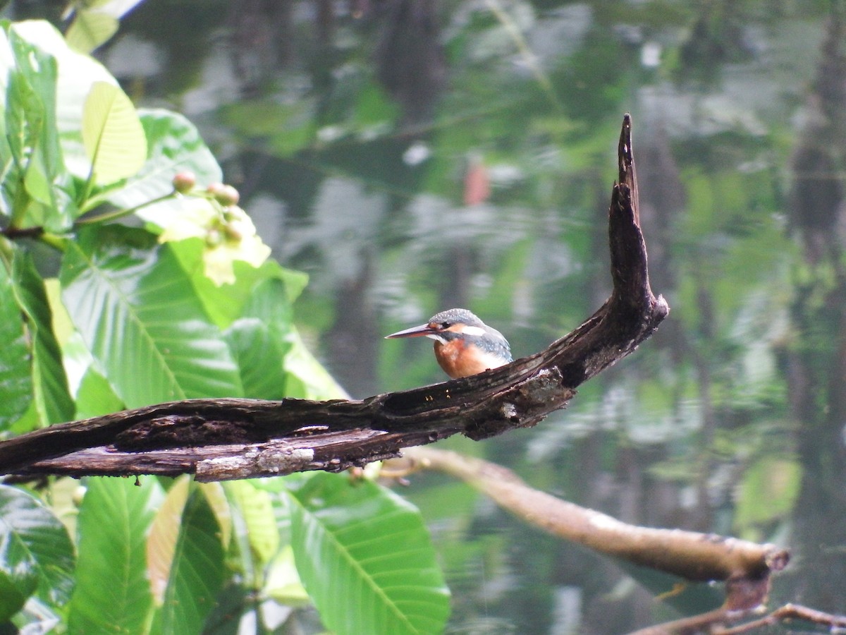 Common Kingfisher - Chris Rurik