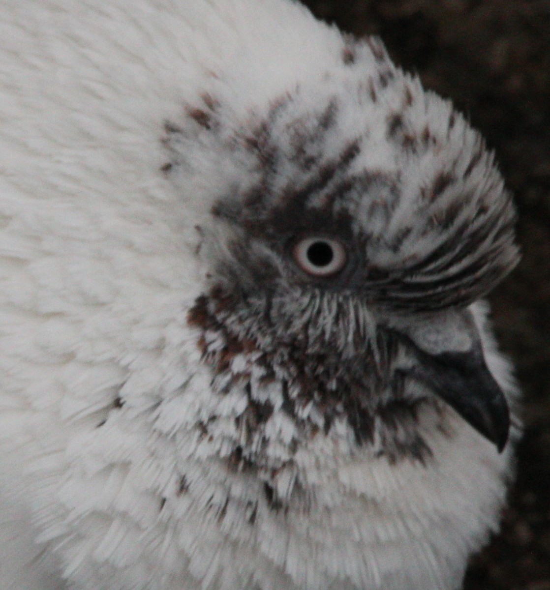 Rock Pigeon (Feral Pigeon) - ML236840621