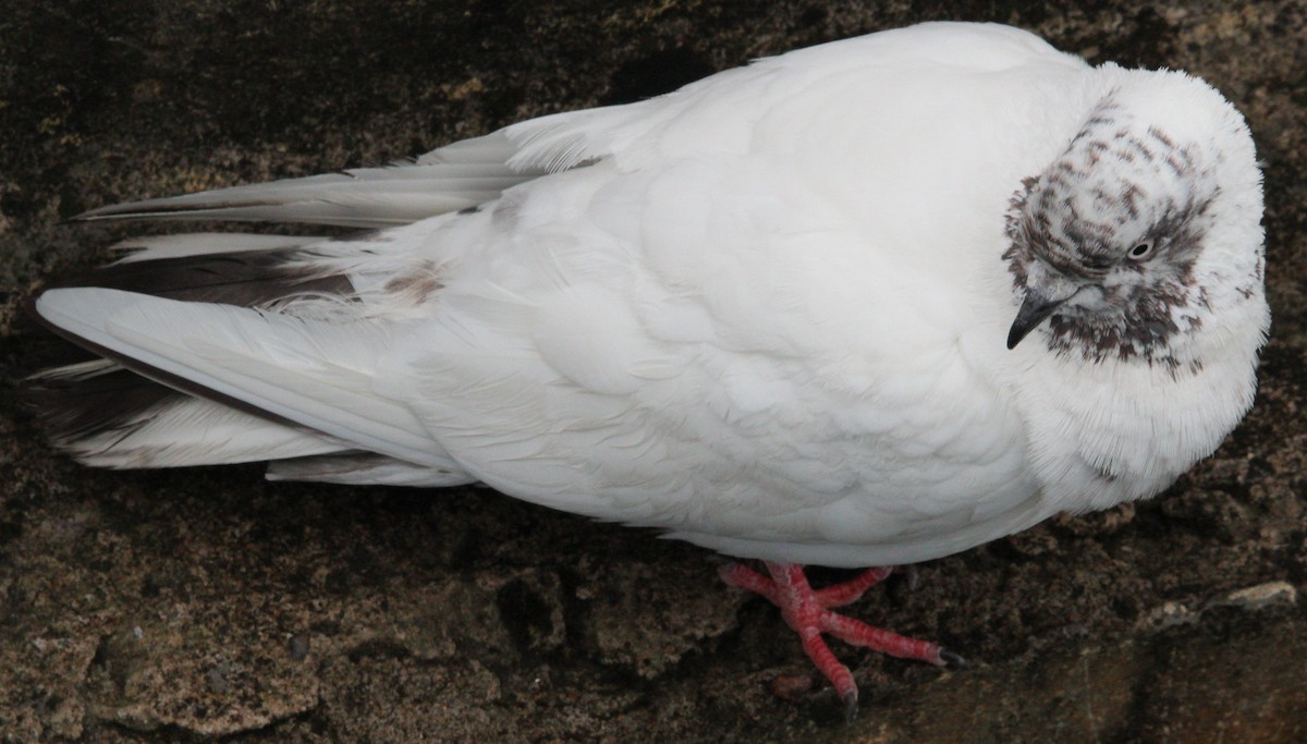 Rock Pigeon (Feral Pigeon) - ML236840661