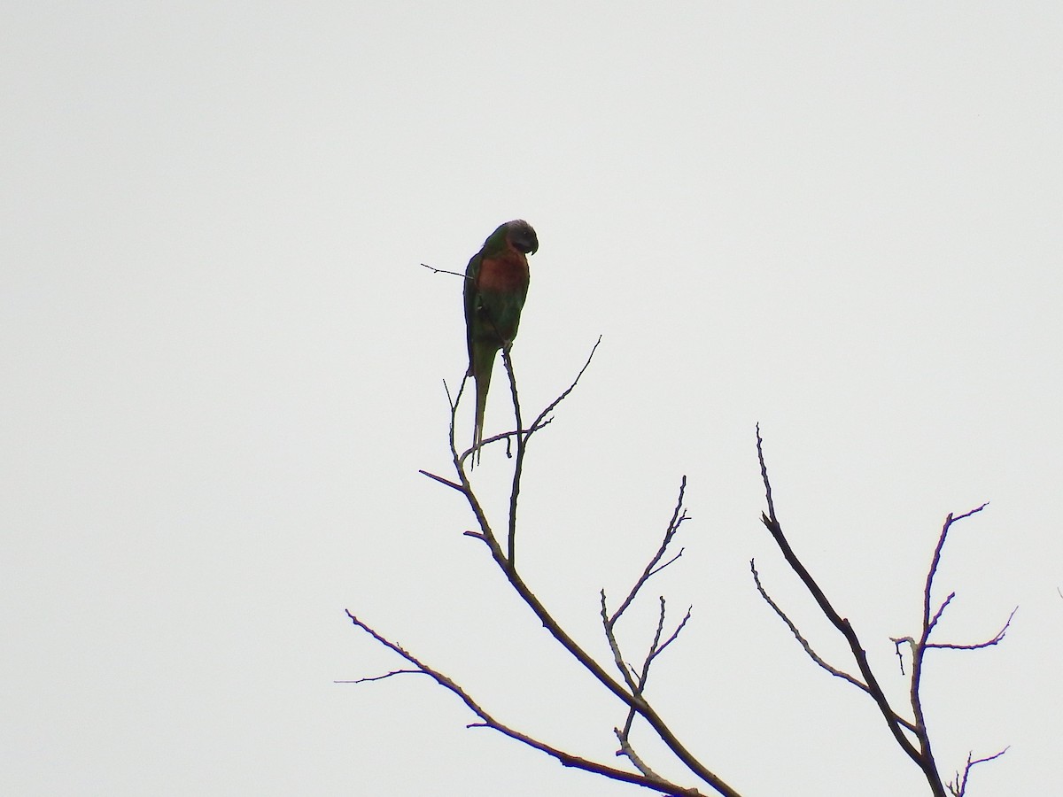 Red-breasted Parakeet - Chris Rurik