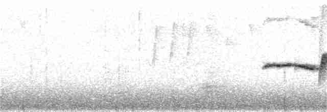 Тимелія-куцохвіст велика (підвид mutica) - ML236851601