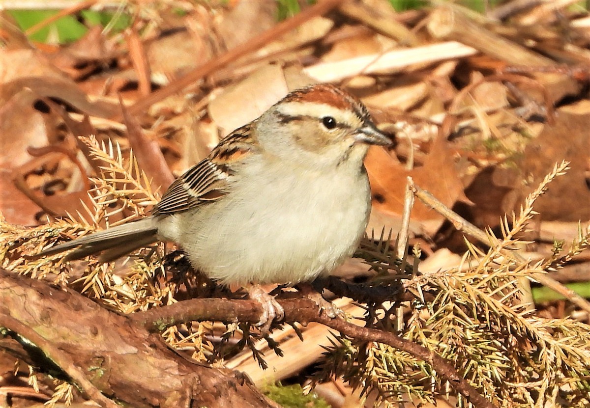 Chipping Sparrow - ML236853761