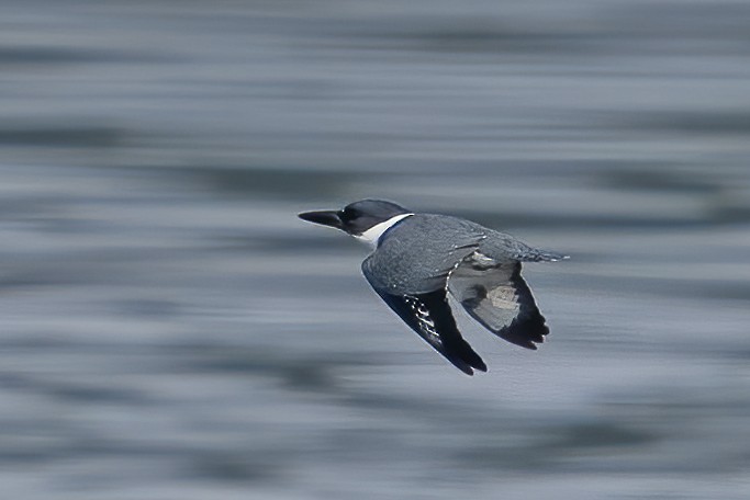Belted Kingfisher - Larry Master