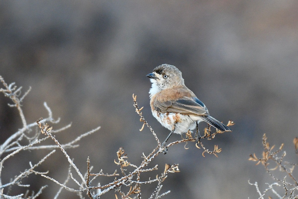 Chestnut-breasted Whiteface - ML236861781