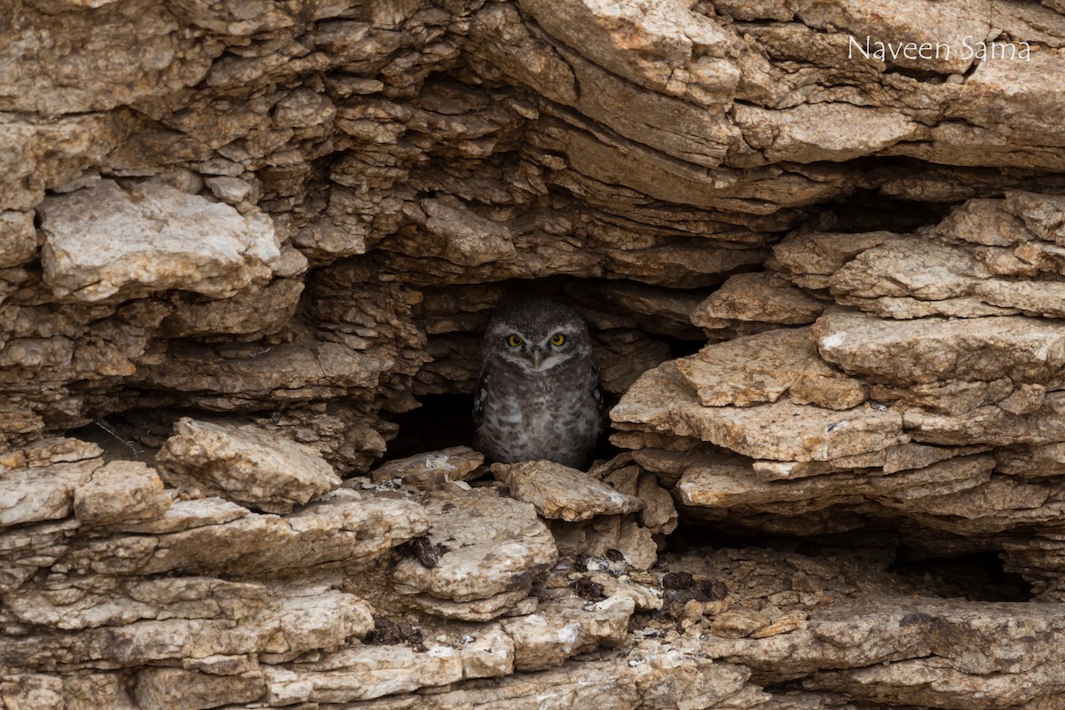 Spotted Owlet - ML236862651