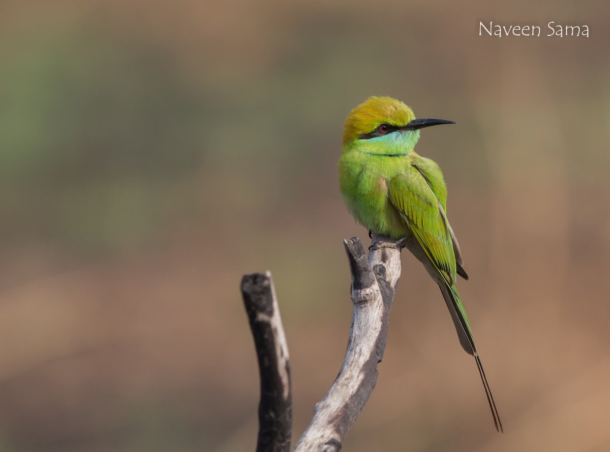 Asian Green Bee-eater - ML236863171