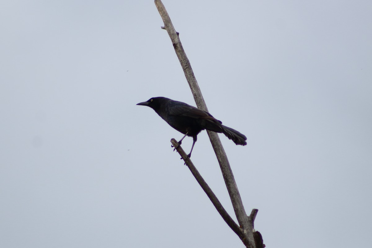 Great-tailed Grackle - ML236866151