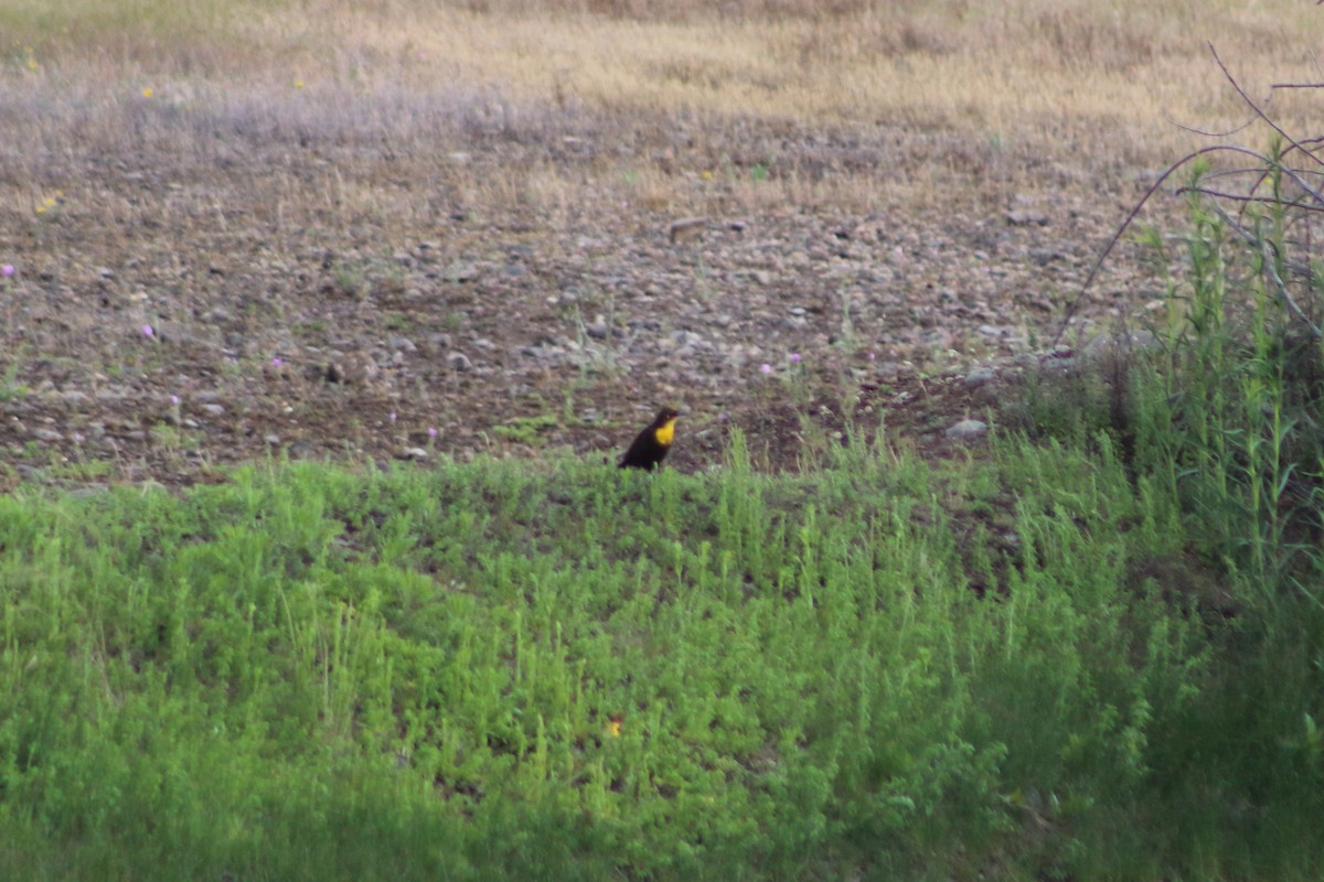 Yellow-headed Blackbird - ML236866311