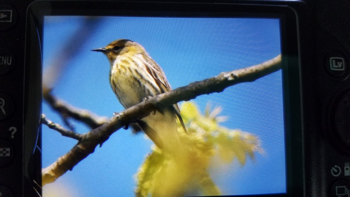Cape May Warbler - ML236874721