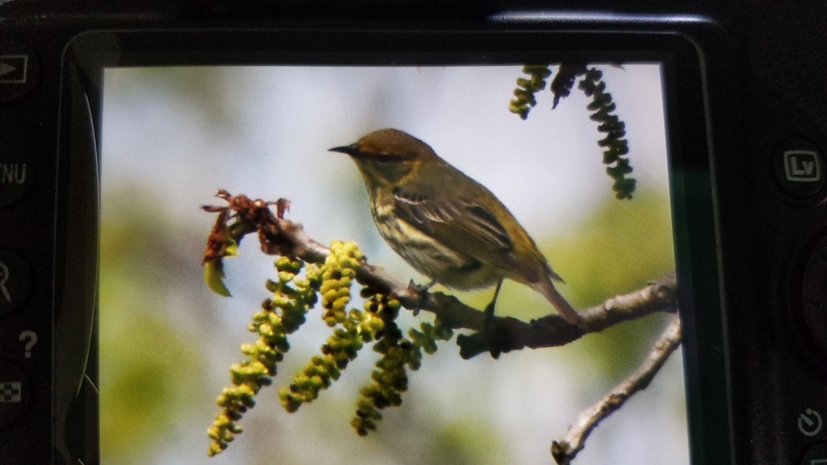 Cape May Warbler - ML236874851