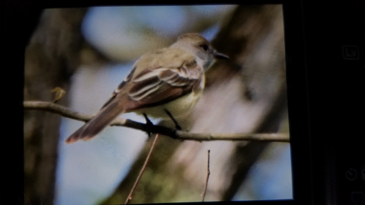 Great Crested Flycatcher - ML236875311