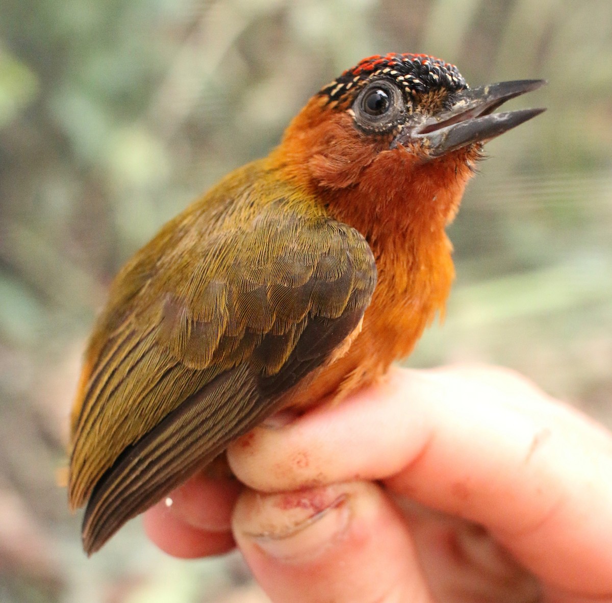 Rufous-breasted Piculet - ML236875791
