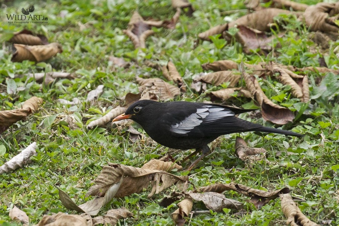 Gray-winged Blackbird - Esha Munshi