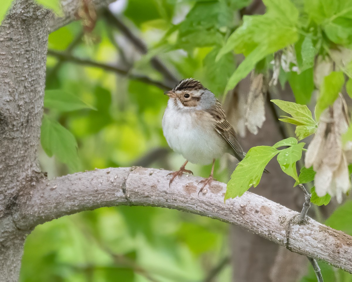 Clay-colored Sparrow - ML236879591