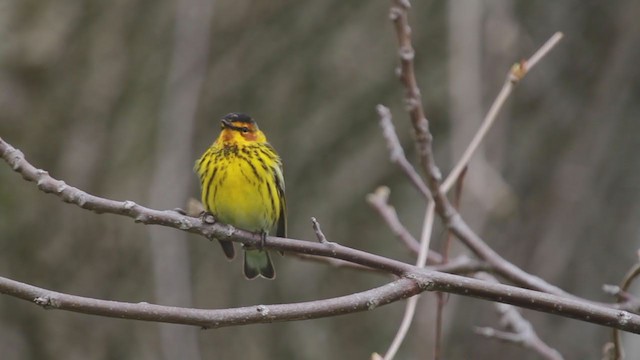 Cape May Warbler - ML236882341