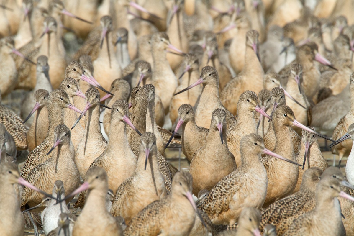 Marbled Godwit - Robert Lewis