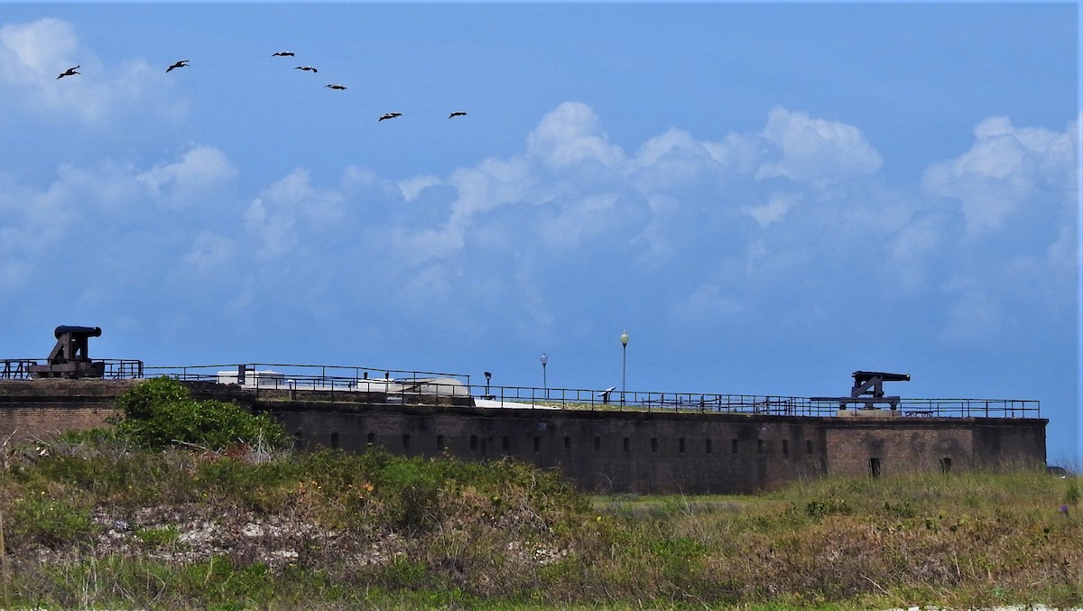eBird Checklist 16 May 2020 Dauphin IslandAudubon Bird Sanctuary
