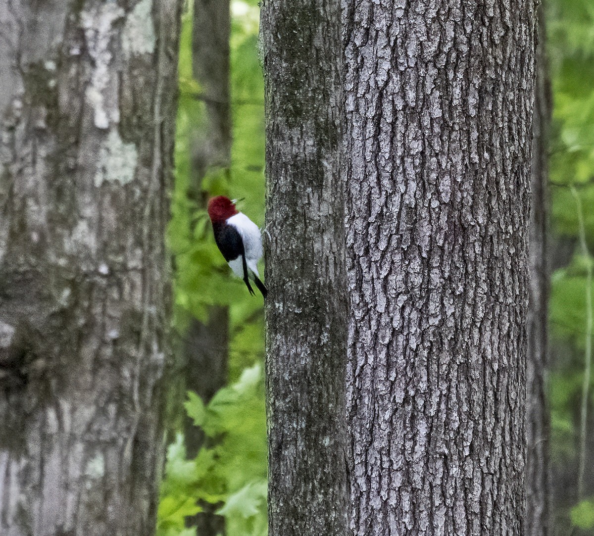 Red-headed Woodpecker - ML236887881