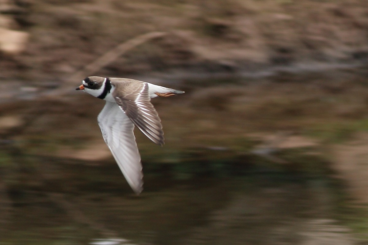 Semipalmated Plover - ML236892791