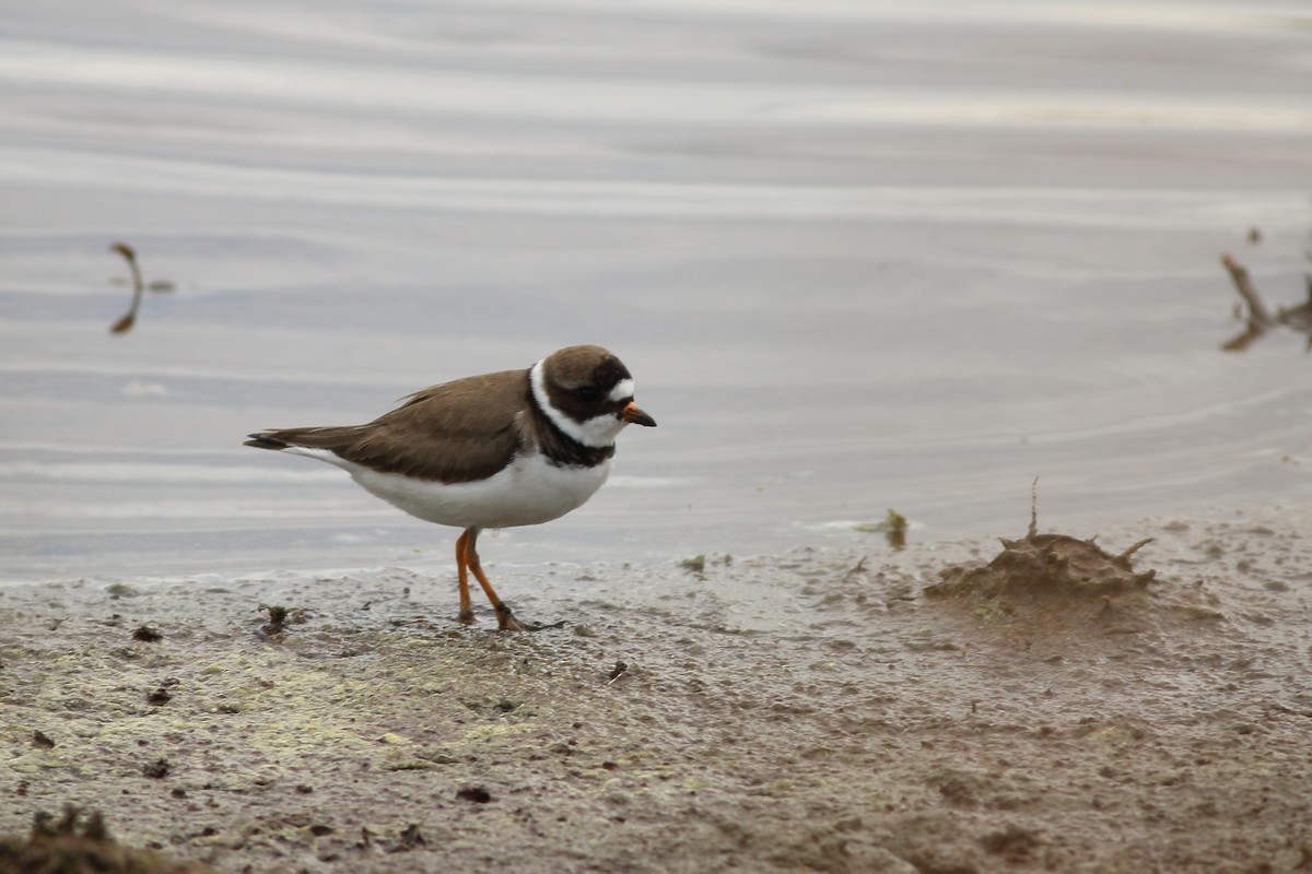 Semipalmated Plover - ML236892821