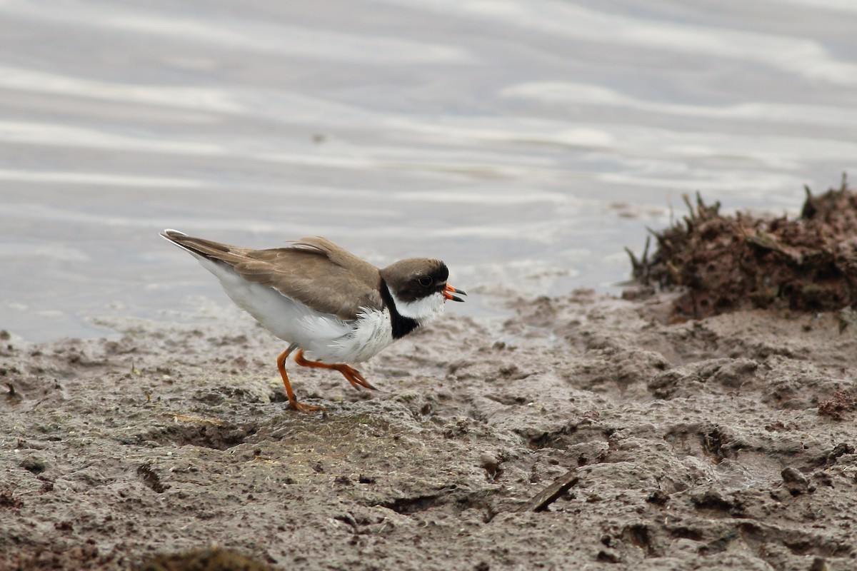 Semipalmated Plover - ML236892911