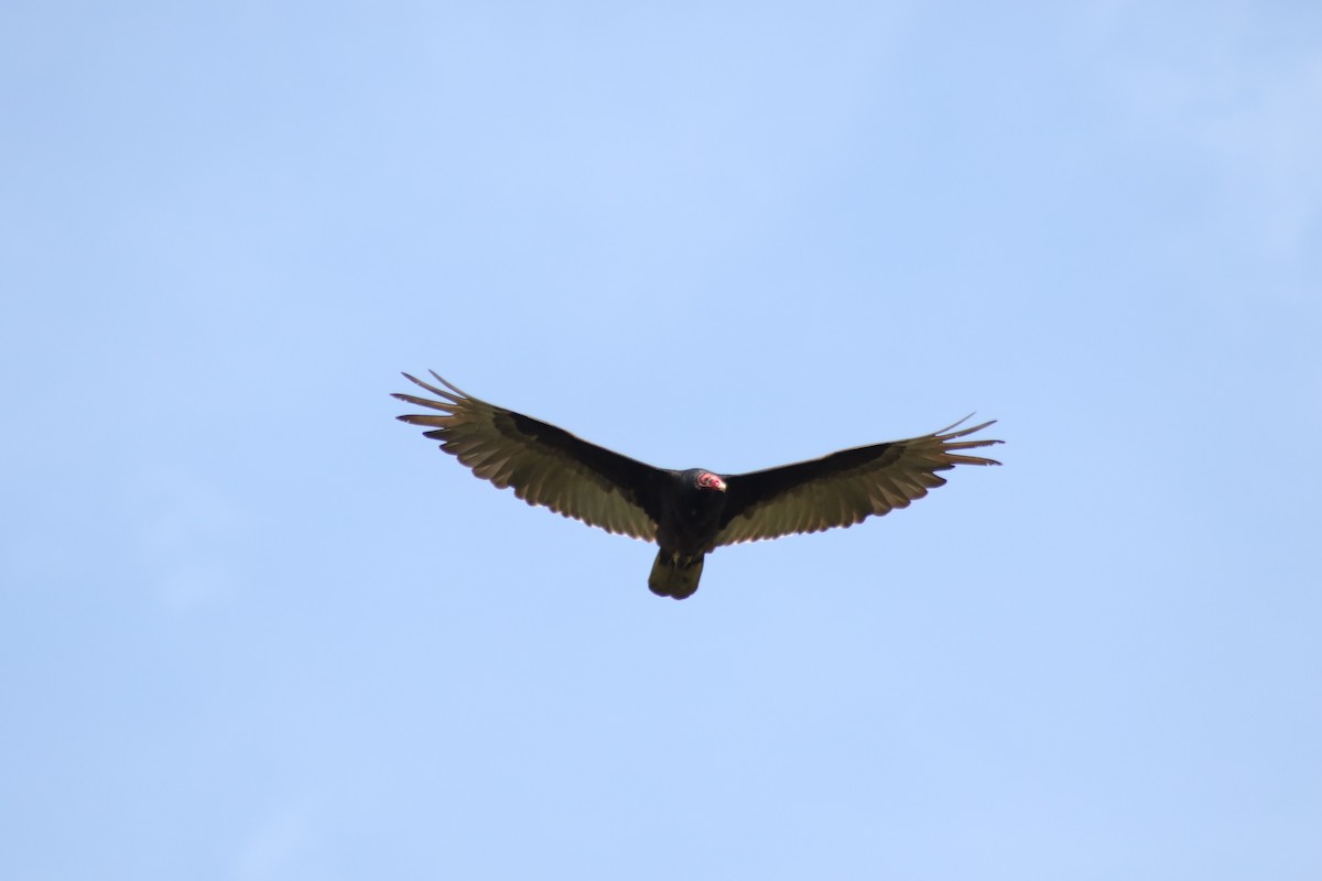 Turkey Vulture - ML236894631