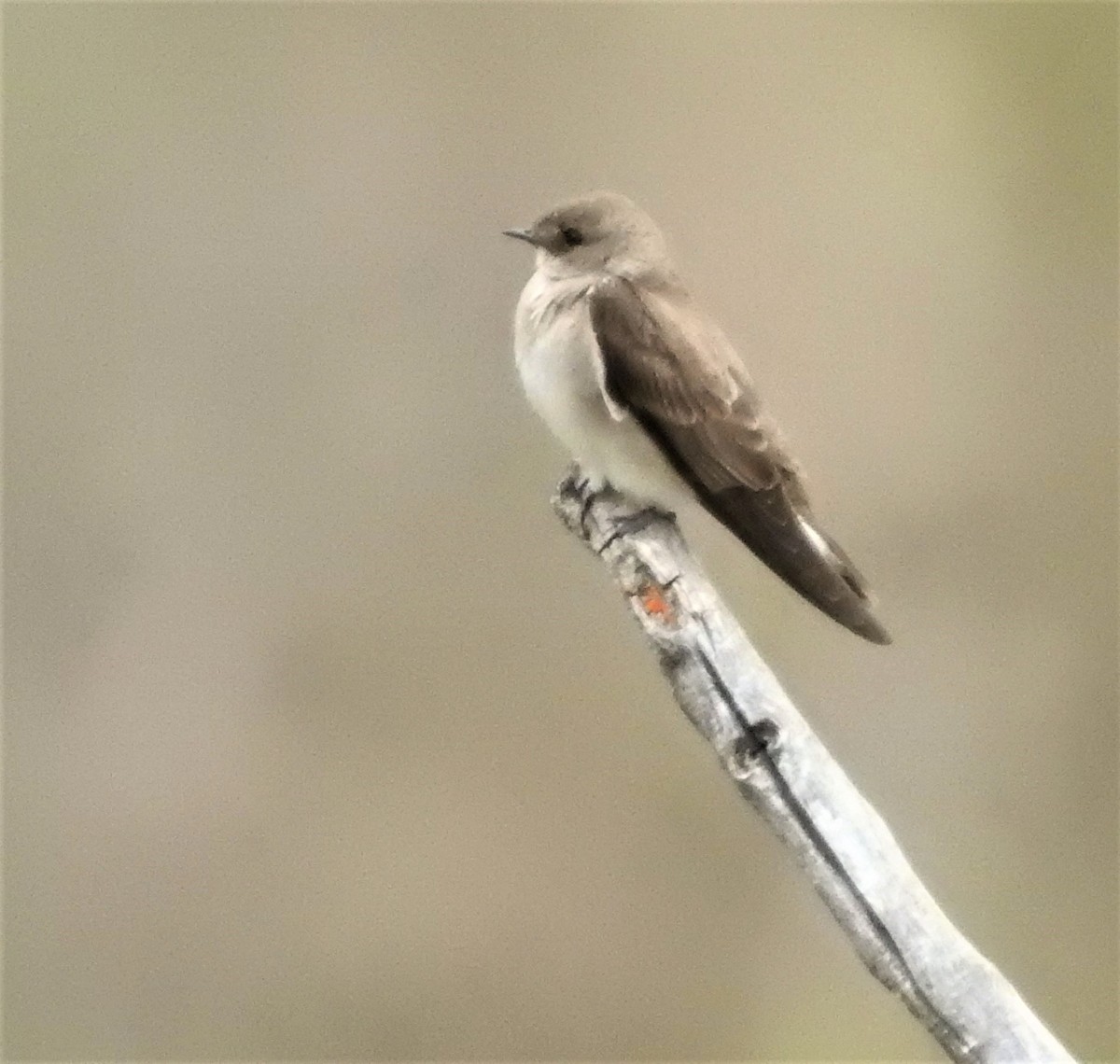 Northern Rough-winged Swallow - Diane Stinson