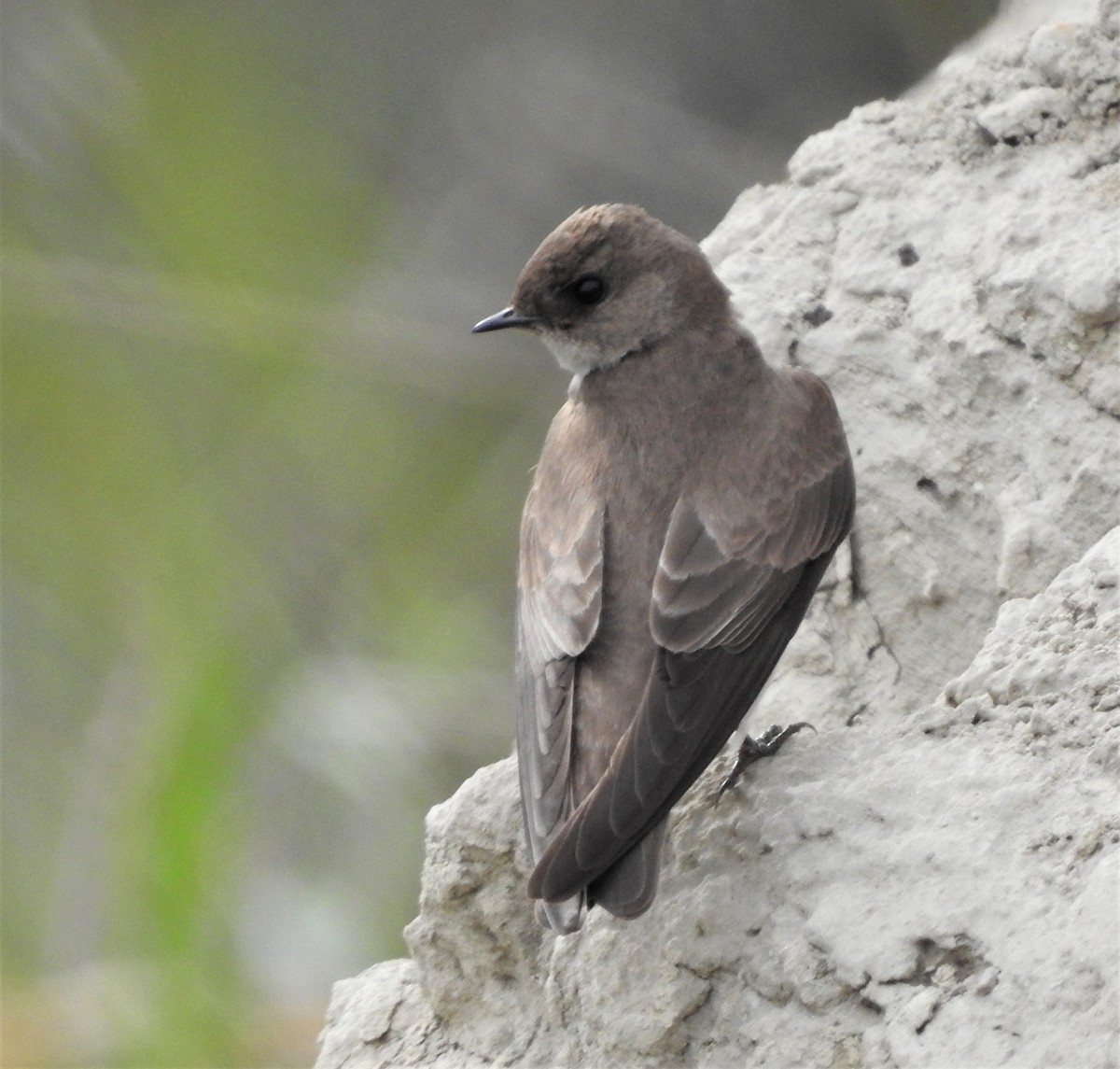 Northern Rough-winged Swallow - Diane Stinson