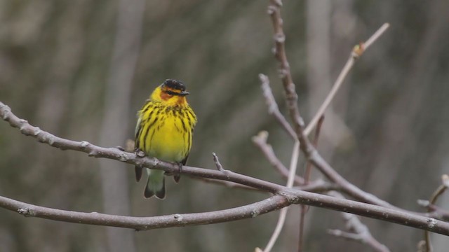 Cape May Warbler - ML236897051