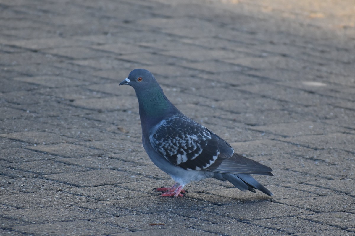 Rock Pigeon (Feral Pigeon) - ML236897311