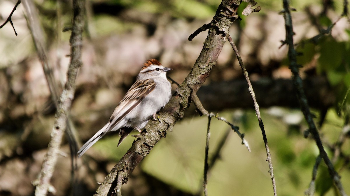 Chipping Sparrow - ML236897781