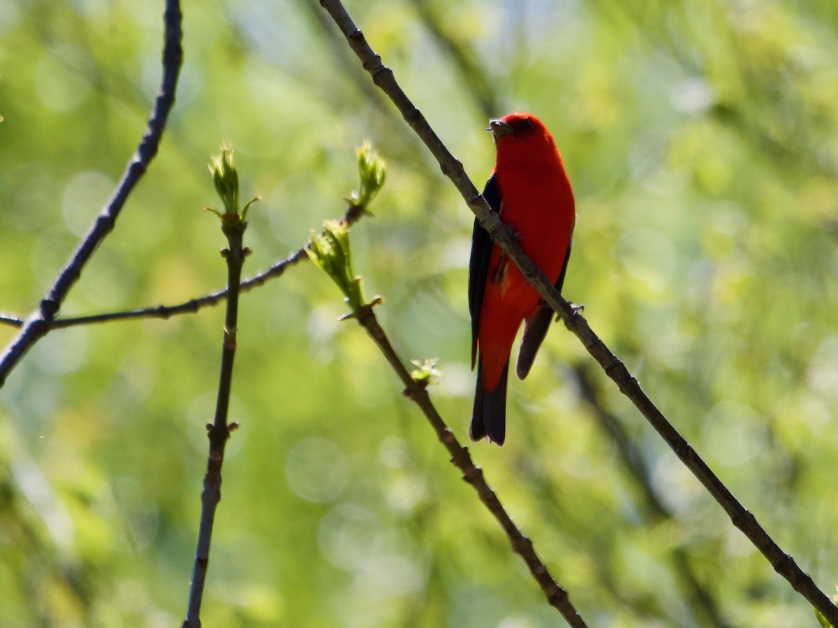 Scarlet Tanager - ML236898621