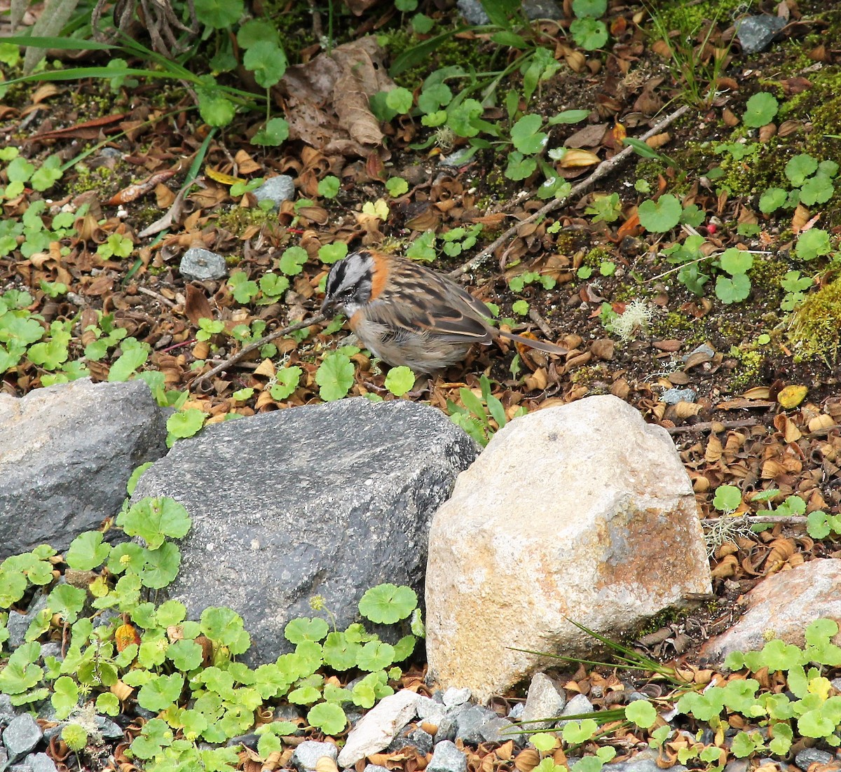 Rufous-collared Sparrow - ML236899991