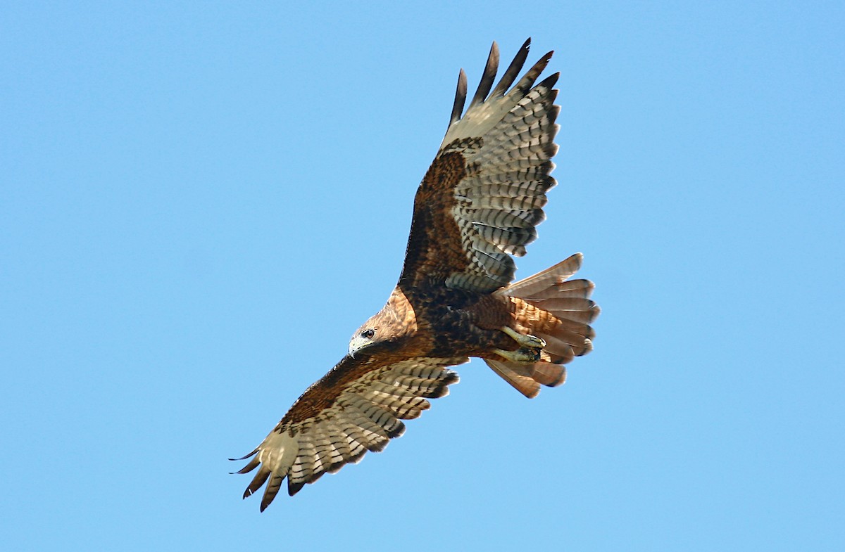 Red-tailed Hawk (calurus/alascensis) - Jerry Liguori