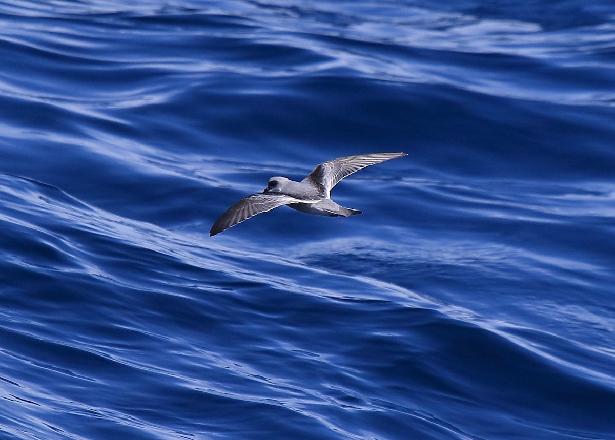 Fork-tailed Storm-Petrel - ML236900971