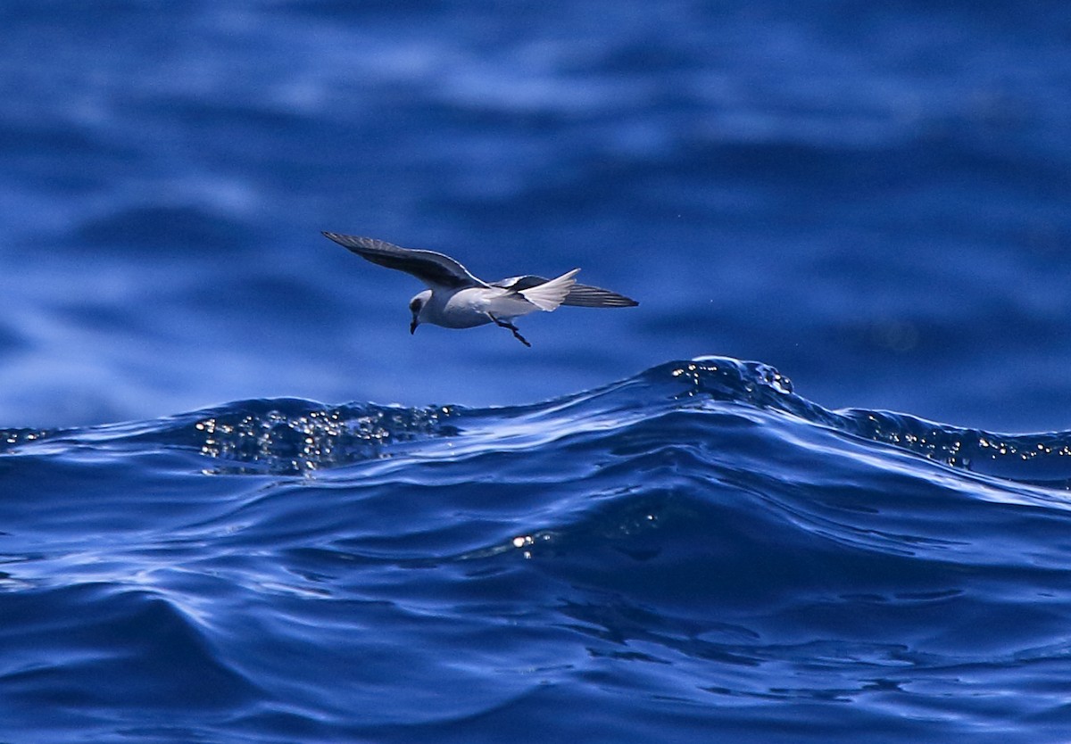 Fork-tailed Storm-Petrel - ML236901031