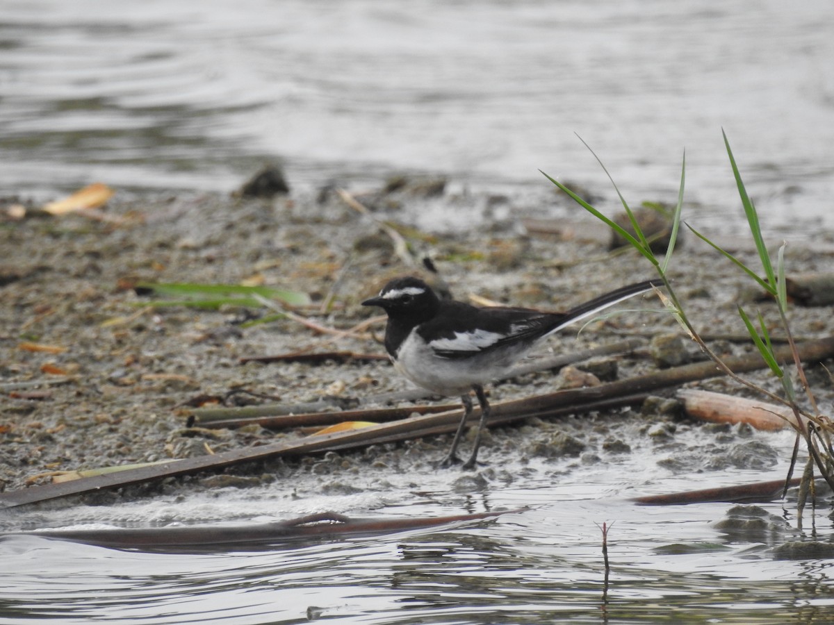 White-browed Wagtail - ML236901351