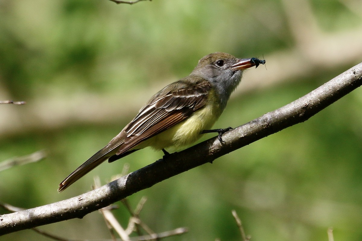 Great Crested Flycatcher - ML236901371