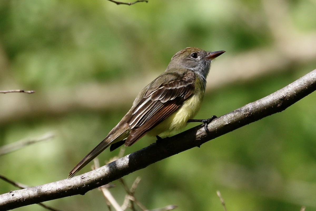Great Crested Flycatcher - ML236901381