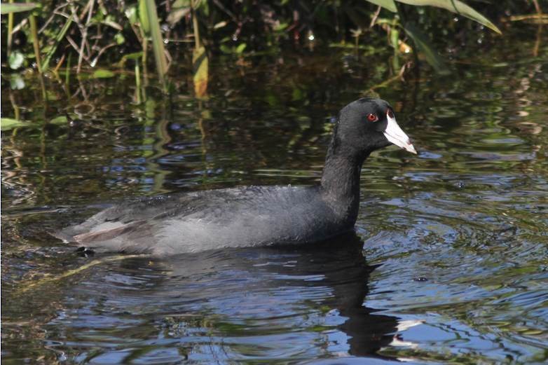 American Coot (Red-shielded) - ML23690161