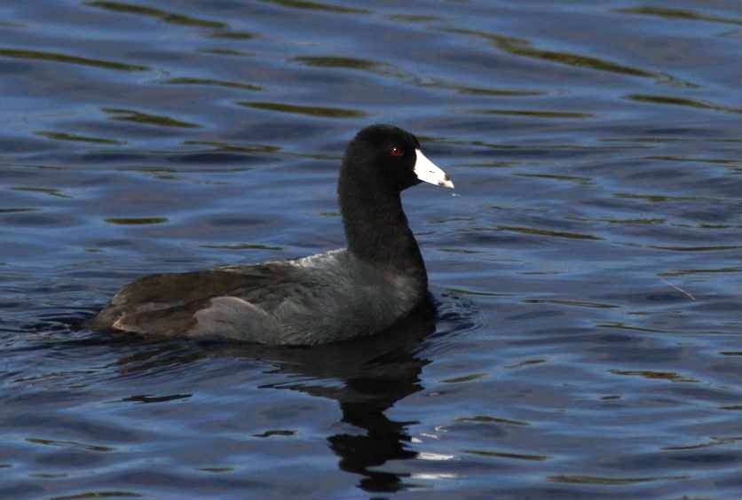 American Coot (Red-shielded) - Paul Marvin