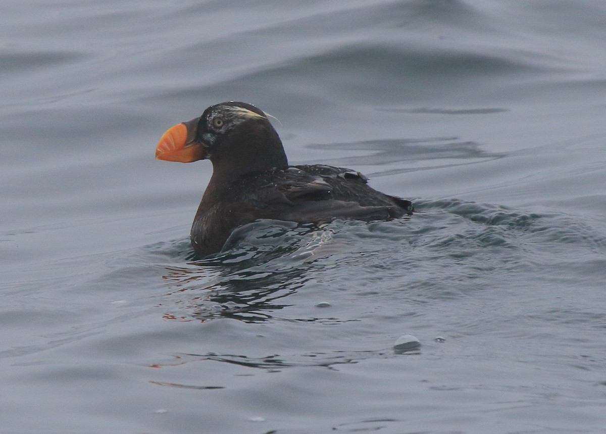 Tufted Puffin - ML236904121