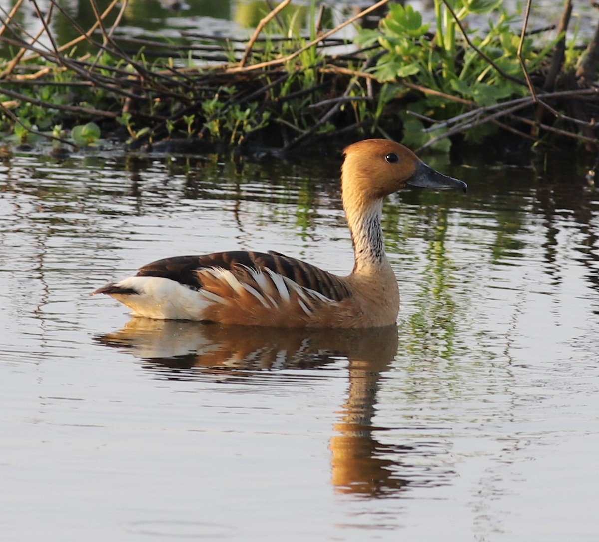 Fulvous Whistling-Duck - Mike Riley