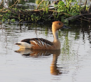 Fulvous Whistling-Duck, ML236908601