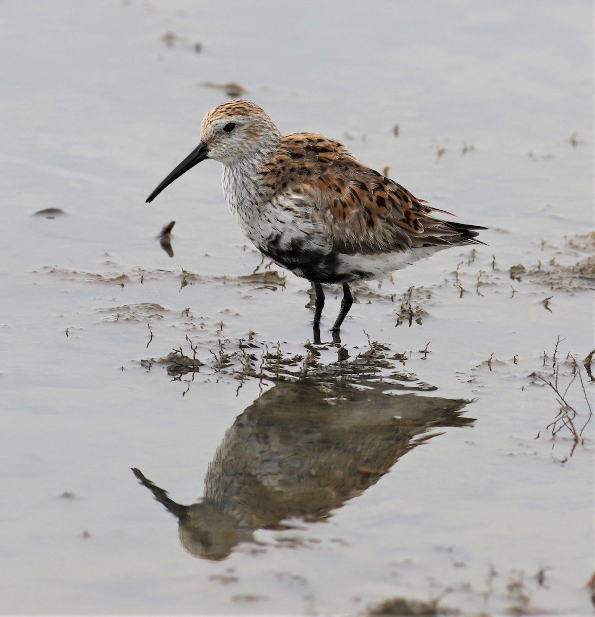 Dunlin - Mike Riley